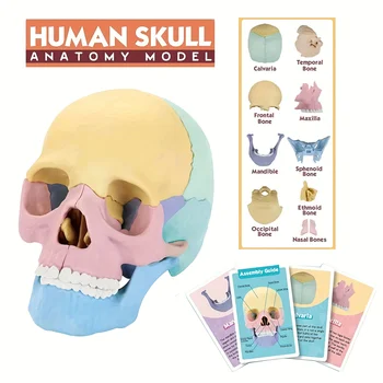 Renkli 1: 2 İnsan Anatomisi Kafatası Modeli Ayrılabilir Numune Kafatası Modeli Tıbbi Kafatası Oral Öğretim İskelet Sanat Montaj Oyunları